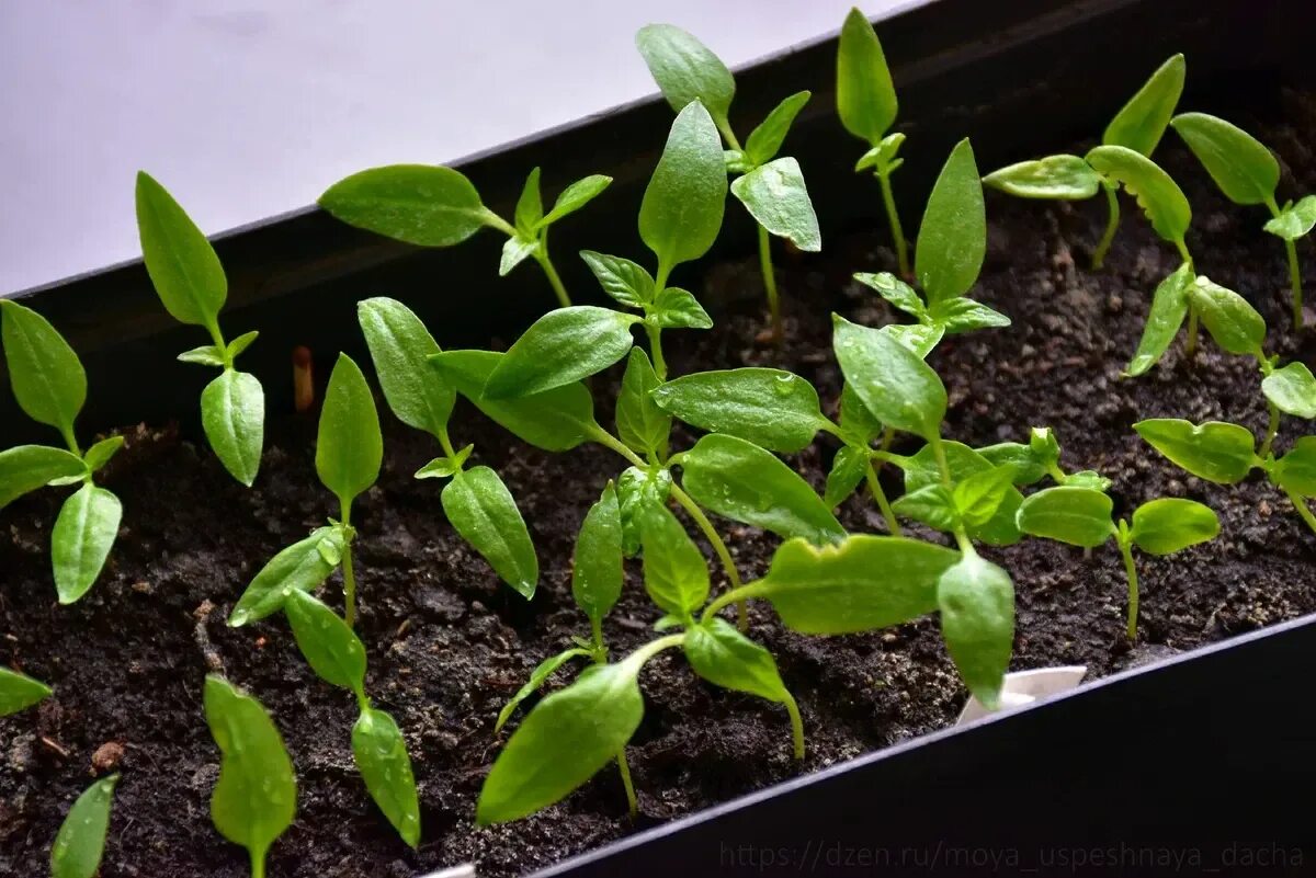 Посадка перца на рассаду в марте. Рассада перца. Благоприятные дни для посева перцев. Календарь посева рассады. Посев перца на рассаду в марте 2022 по лунному.