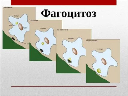 В основе лежит фагоцитоз