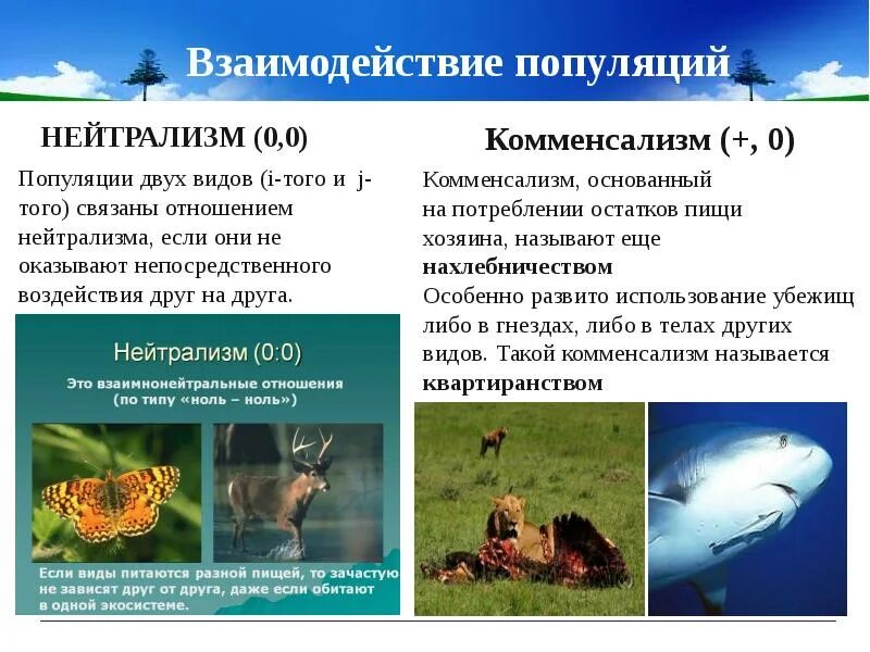 Популяция видовой уровень. Взаимодействие популяций. Виды взаимодействия популяций. Типы взаимодействия разных популяций. Взаимоотношения популяций разных видов в экосистеме.