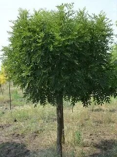 Ясень крупномер