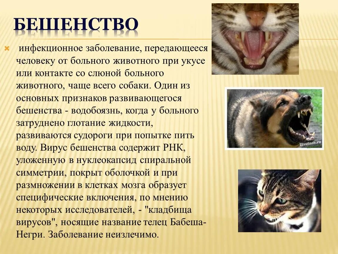 Человек заболел бешенством. Бешенство инфекционное заболевание. Бешенство пути передачи у животных. Пути передачи бешенства от животных к человеку.