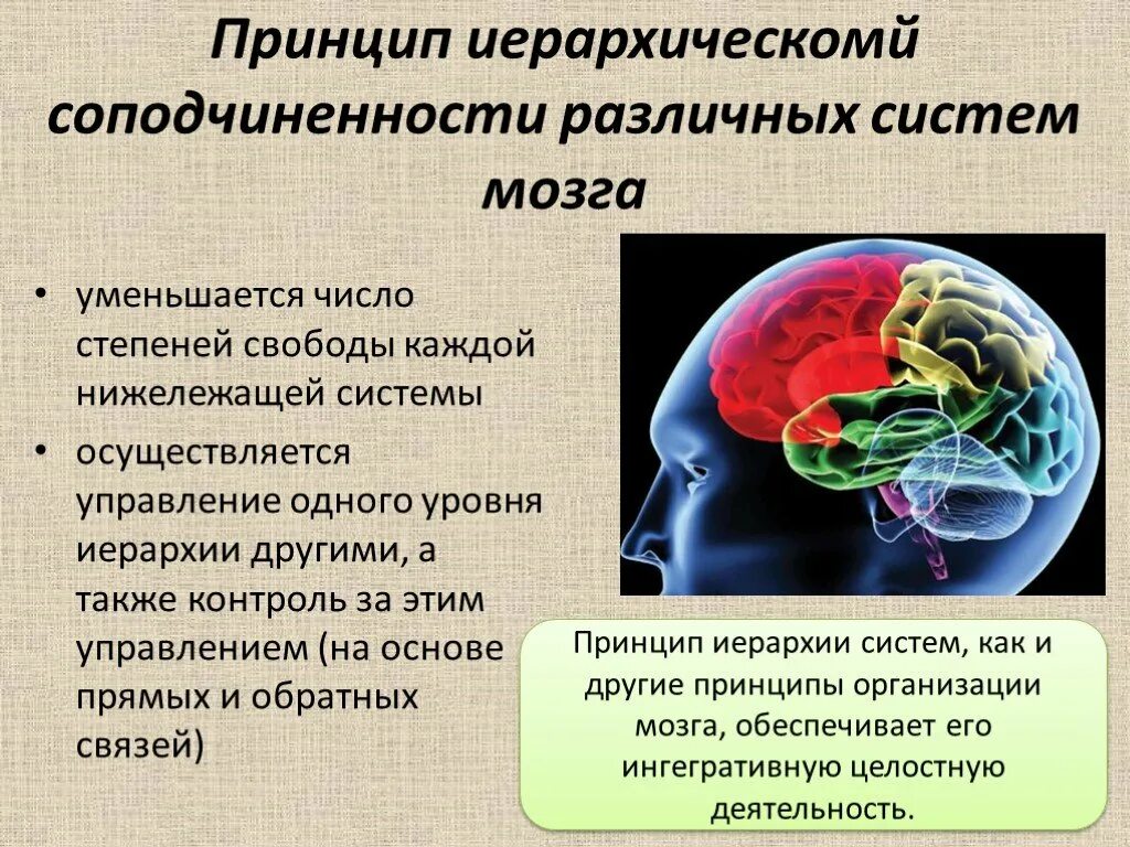 Уровень организации мозга. Принцип иерархической соподчиненности функциональных систем мозга. Принципы функциональной организации мозга. Общие принципы функционирования мозга. Уровни организации мозга.