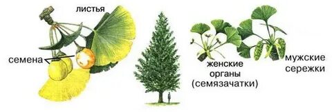 Гинкго двулопастный голосеменное растение