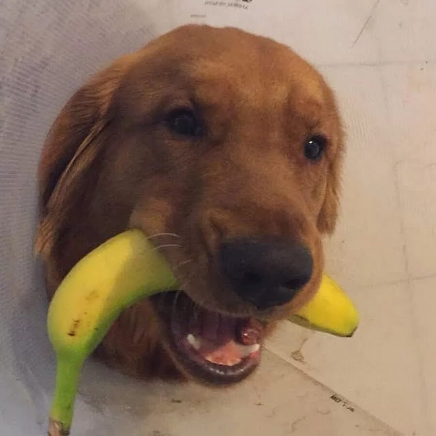 Можно собакам давать бананы. Собака ест банан. Пес банан. Бананчик собака. Бандана для собак.