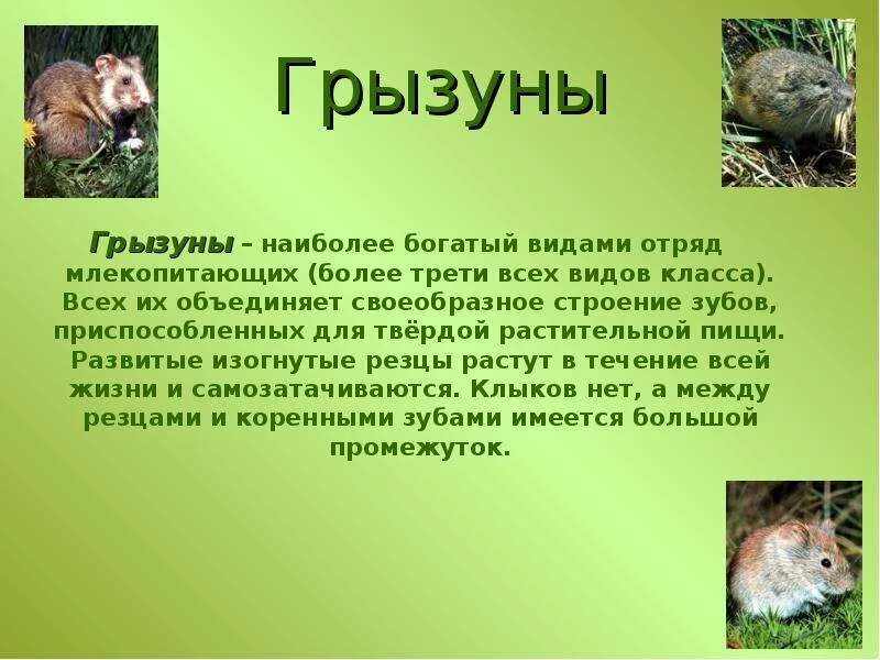 Классификация отряда грызунов. Отряд грізуні. Отряд Грызуны систематика. Строение отряда грызунов. Известно что ондатра млекопитающее отряда грызунов