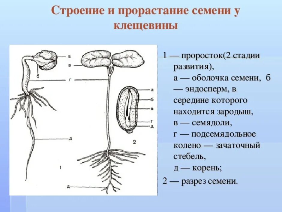 Главный корень зародыша развивается. Семян клещевины строение. Эпикотиль и гипокотиль. Строение проростка тыквы. Проросток пшеницы строение.