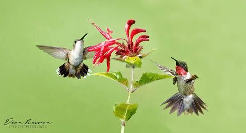 Ruby Throated Hummingbird Pair