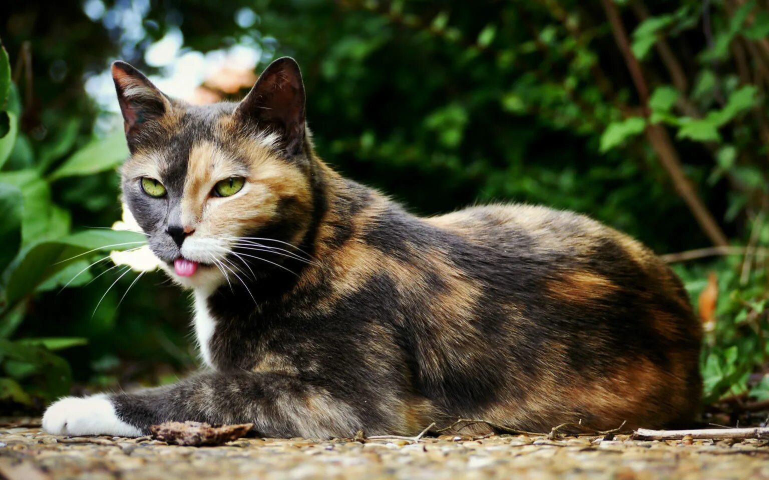 Пестрый 10. Трехцветная черепаховая кошка. Сибирская кошка трехцветная короткошерстная. Черепаховая кошка Калико. Американская жесткошерстная кошка трехцветная.