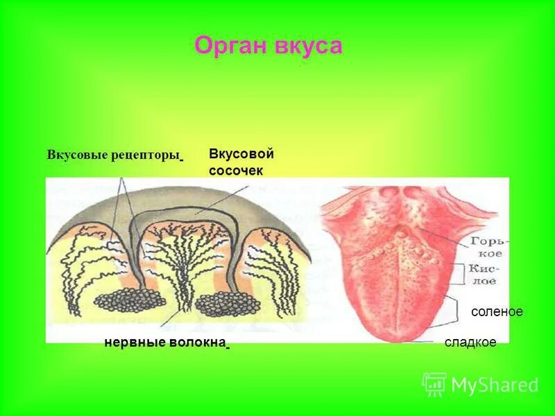 в каком органе расположены рецепторы