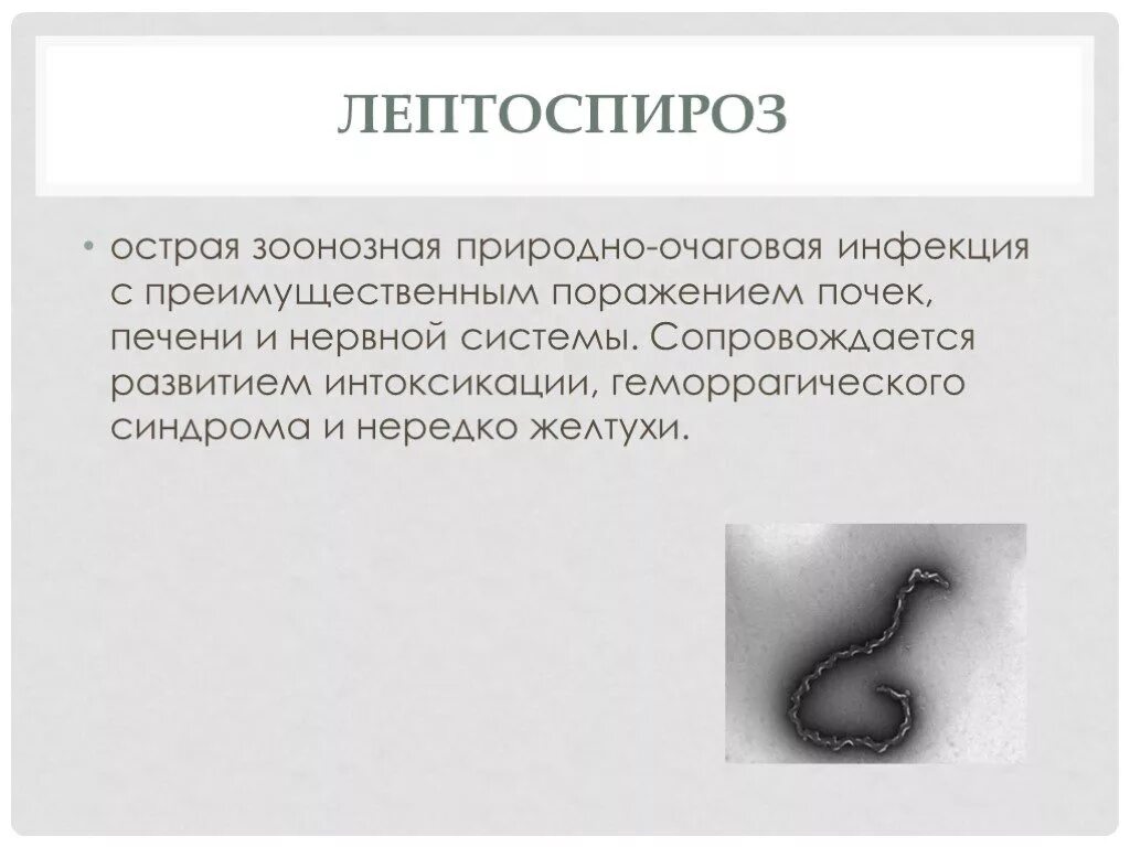 Лептоспироз почки. Лептоспироз поражение почек. лептоспироз природно очаговое.