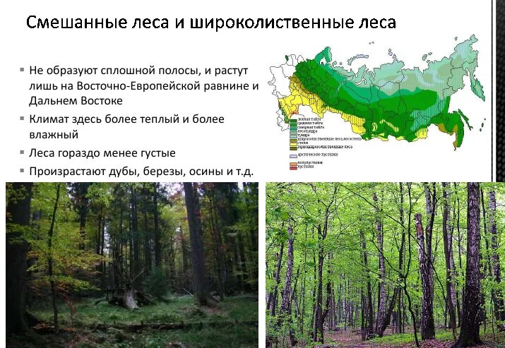 Природно территориальный комплекс тайга. Климатическая карта смешанные и широколиственные леса. Смешанные и широколиственные леса на карте России. Зона смешанных и широколиственных лесов на карте России. Климат смешанных лесов климатная карта.