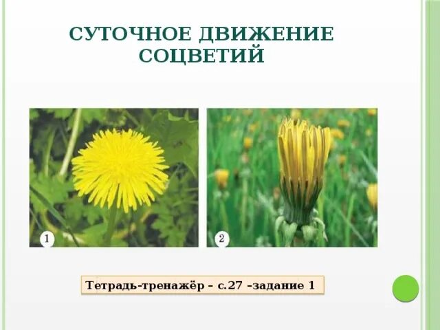 Движение - жизнь, или как двигаются растения Книга растений Дзен