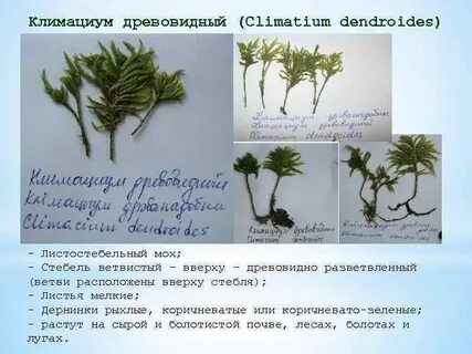 Климациум это водоросль