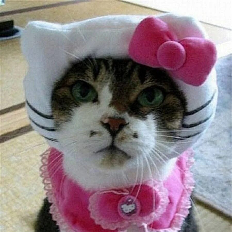 Китти-кэтс. Кот в шапке. Шапка 'кошка'. Одежда для кошек.
