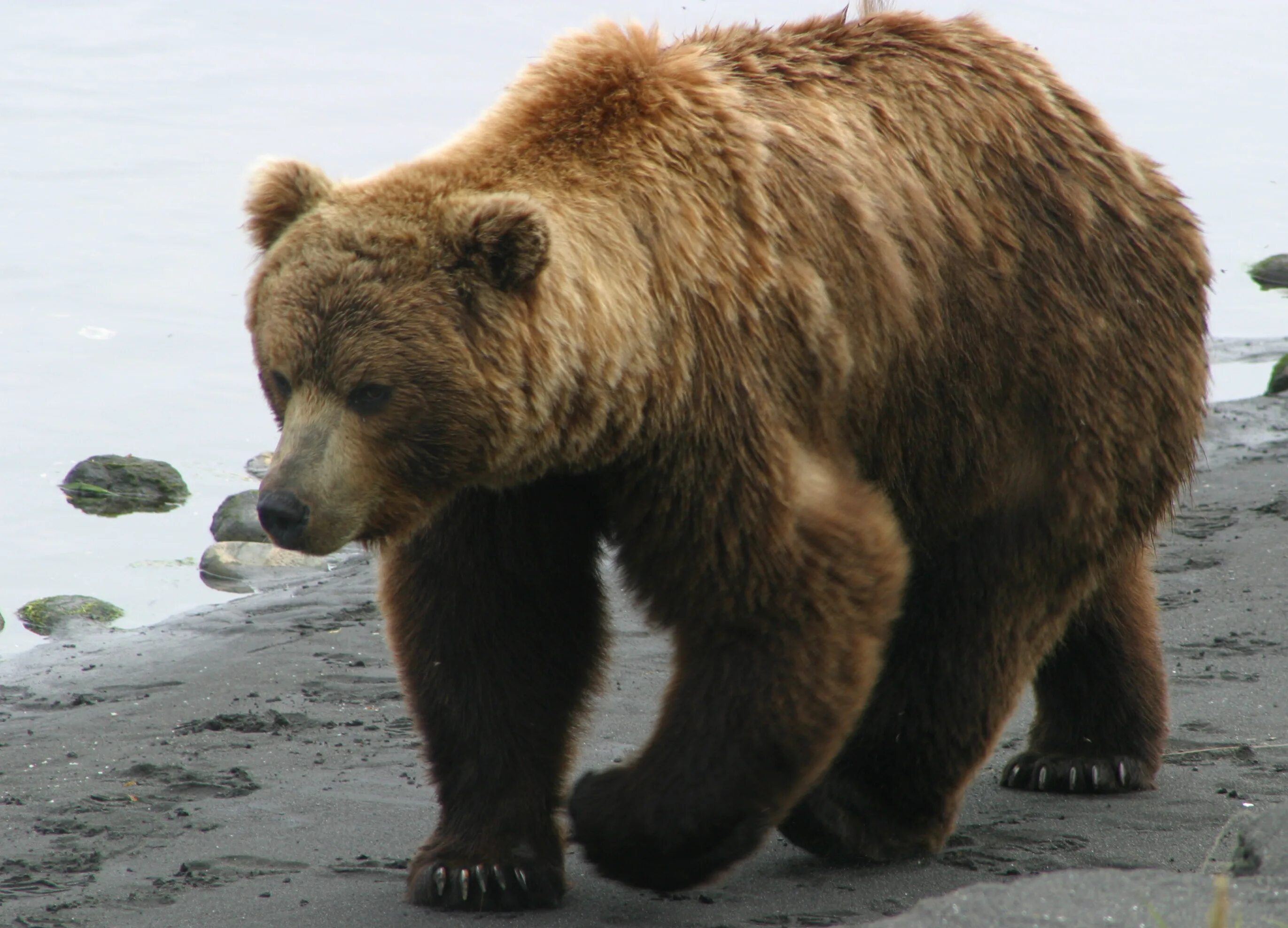 Тяньшанский бурый медведь. Русское животное. Бурый медведь бурые медведи. Проект про бурого медведя. Бурый медведь утверждение