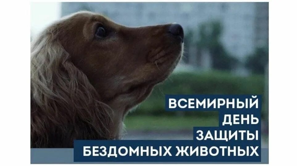 День защиты бездомных. Третью субботу августа отмечается всемирный день бездомных животных. всемирный день защиты бездомных животных. всемирный день бродячих животных. всемирный день бездомных животных открытки.