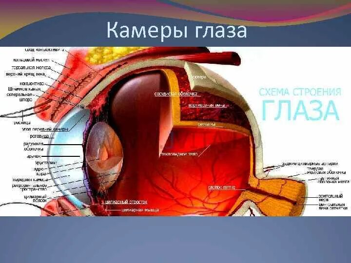 Функции передней камеры глаза. Передняя камера глаза. Строение передней камеры глаза. Границы передней камеры глаза. Мелкая передняя камера глаза.