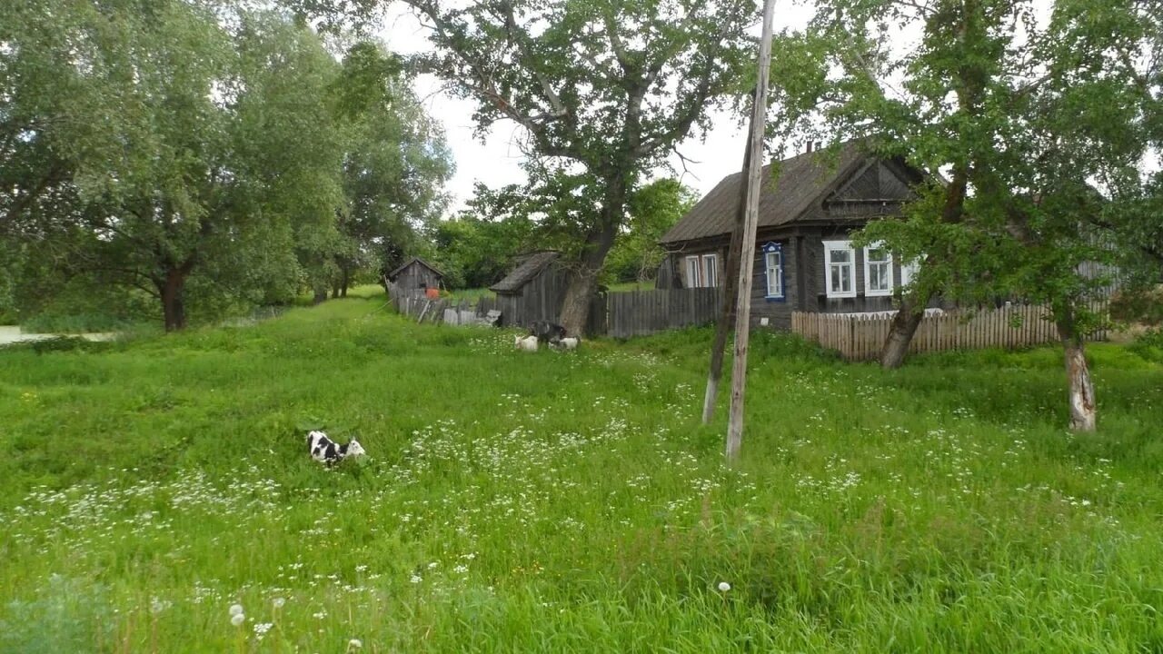 Деревня соловьи Псковская область. Деревня соловьи Удмуртия. Деревня соловьи Псков. Деревня соловьи Чайковский район. Атакует село