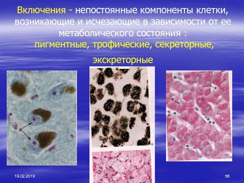Цитология и гистология. Секреторные включения гистология. включения (трофические, пигментные, экскреторные. секреторные включения клетки гистология. клеточные включения цитология и гистология.