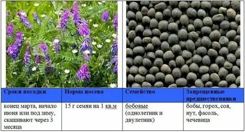 Какой сидерат посадить в октябре