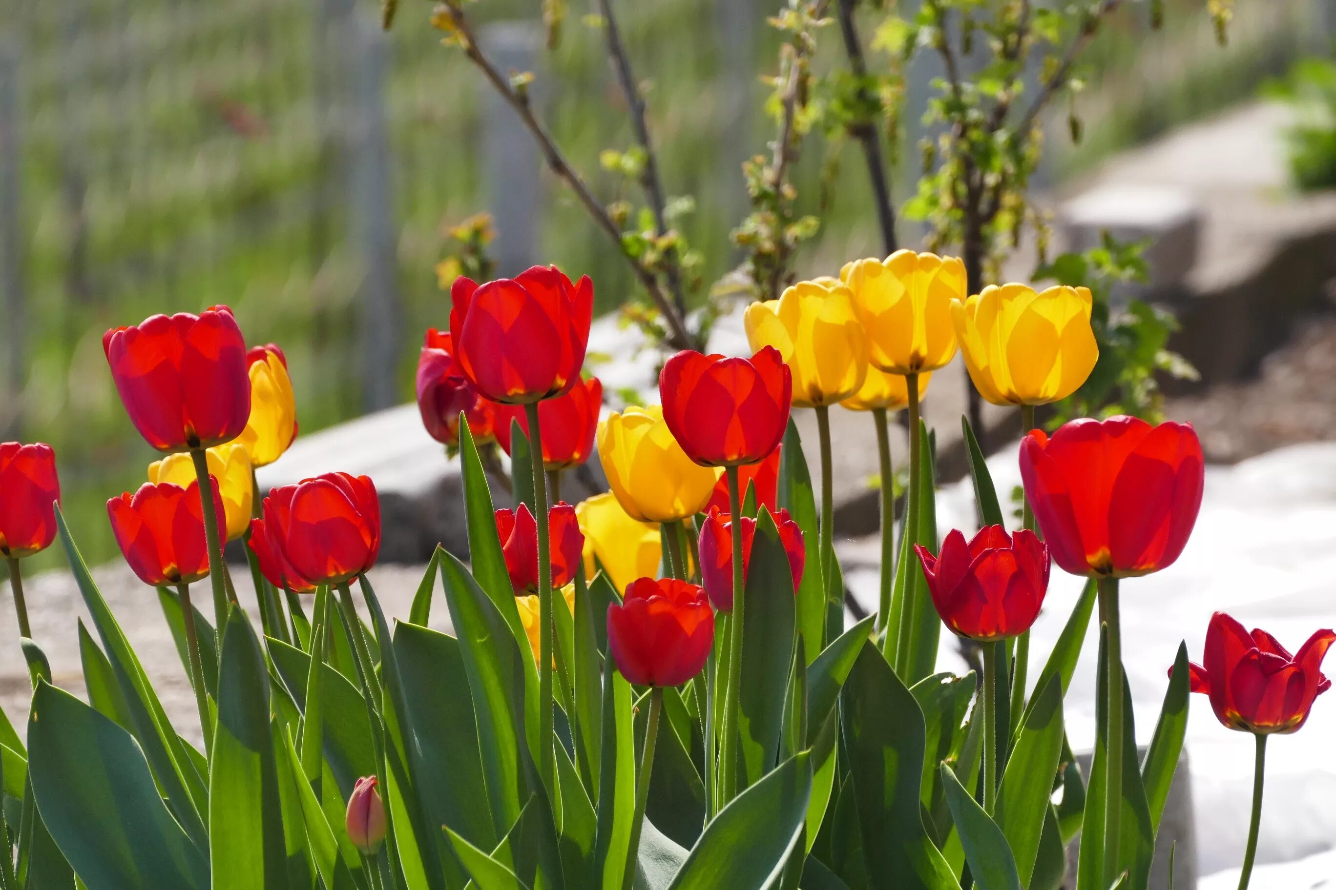 Про весну и тюльпаны
