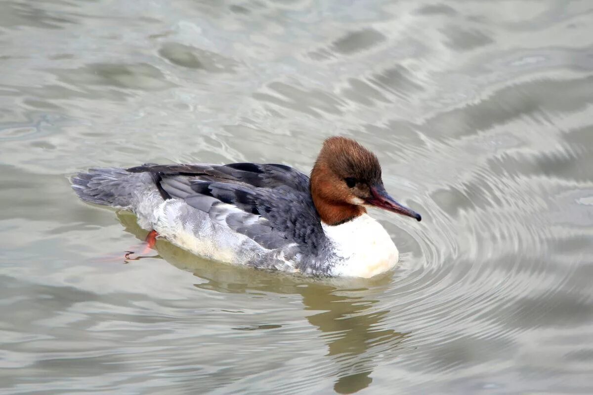 Большой крохаль Mergus Merganser. Крохаль утка. Крохаль обыкновенный. Большой крохаль утка. Крохаль птица