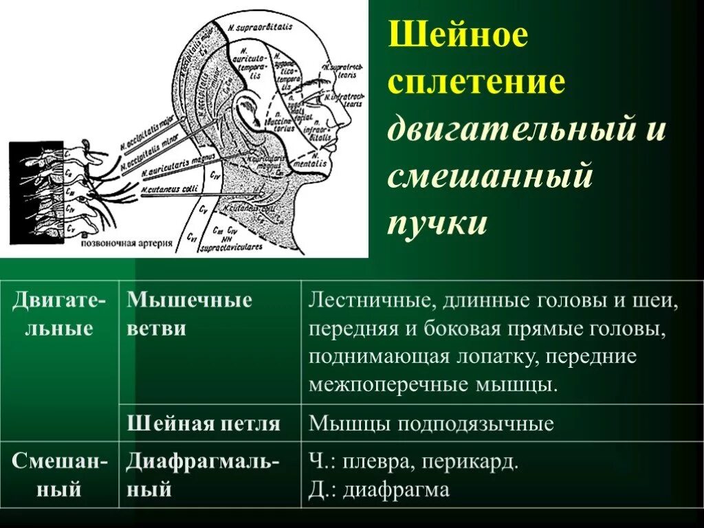 Шейное сплетение спинномозговых нервов иннервирует. Двигательные ветви шейного сплетения иннервируют. Область иннервации шейного сплетения. Иннервация шейного сплетения нервов.