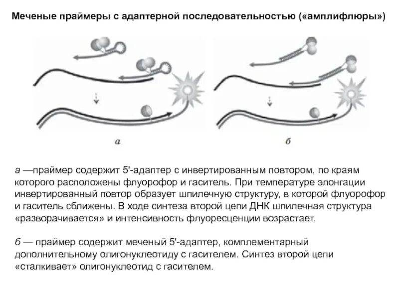 Праймеры биология. Праймеры это генетика. Праймер на схеме биология.