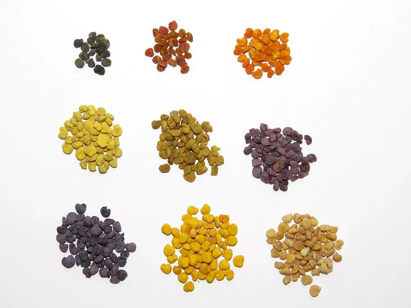 пыльца у каких растений. цвет пыльцы разных медоносов. перга цвет. атлас пыльцы медоносных растений. пыльца рисунок.