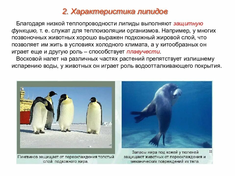 Какую функцию выполняет отложение жира у кашалота. Теплоизоляционная функция у животных. подкожный слой жира у водных животных. толстый слой жира у пингвинов. теплоизоляция животных как функция липидов..