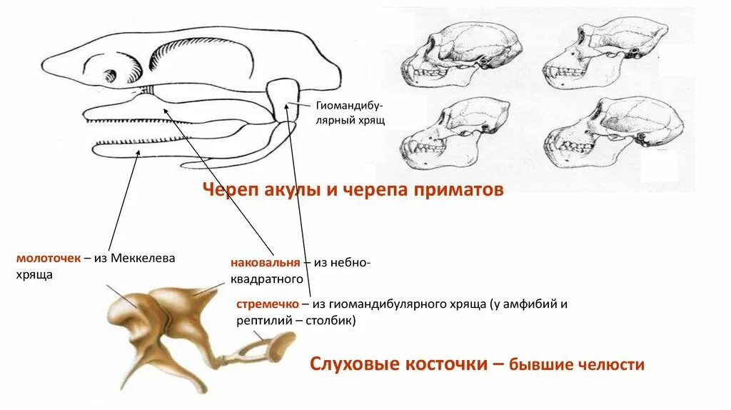 Соединение костей черепа млекопитающих. Эволюция висцерального черепа позвоночных. Череп акулы строение. Эволюция висцерального черепа рыб. Череп млекопитающих.