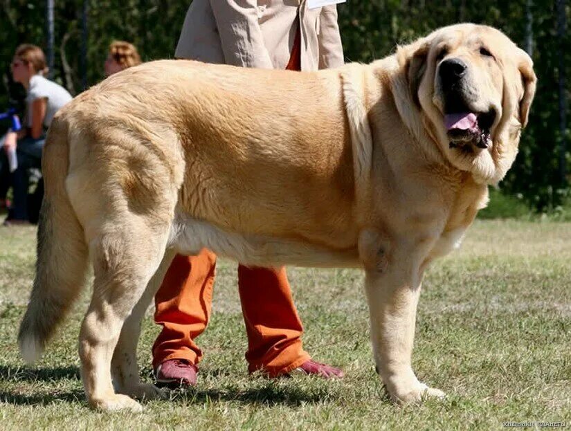 Самая большая собака название. Испанский мастиф. Порода собак испанский мастиф. Испанский мастиф собака. Испанский мастиф собака щенок.