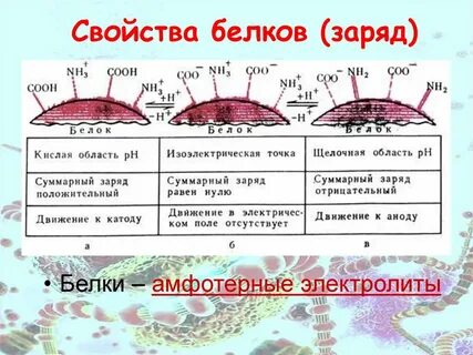 Высокая суммарная плотность положительного заряда белка определяется