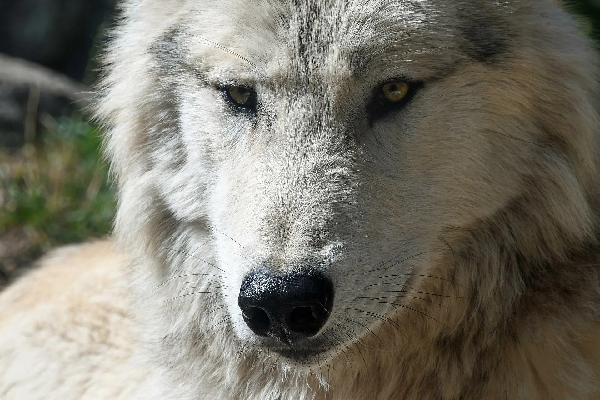 Фото вулф. Канадский волкособ вольфхунд. Красивый волк. Волк. Arctic wolf (арктический волк).