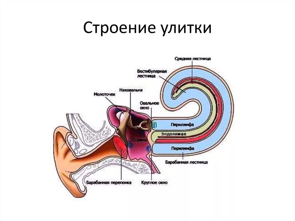 Строение улитки внутреннего уха. Строение улитки внутреннего уха анатомия. Строение улитки уха человека. Строение улитки уха. Окно улитки расположено