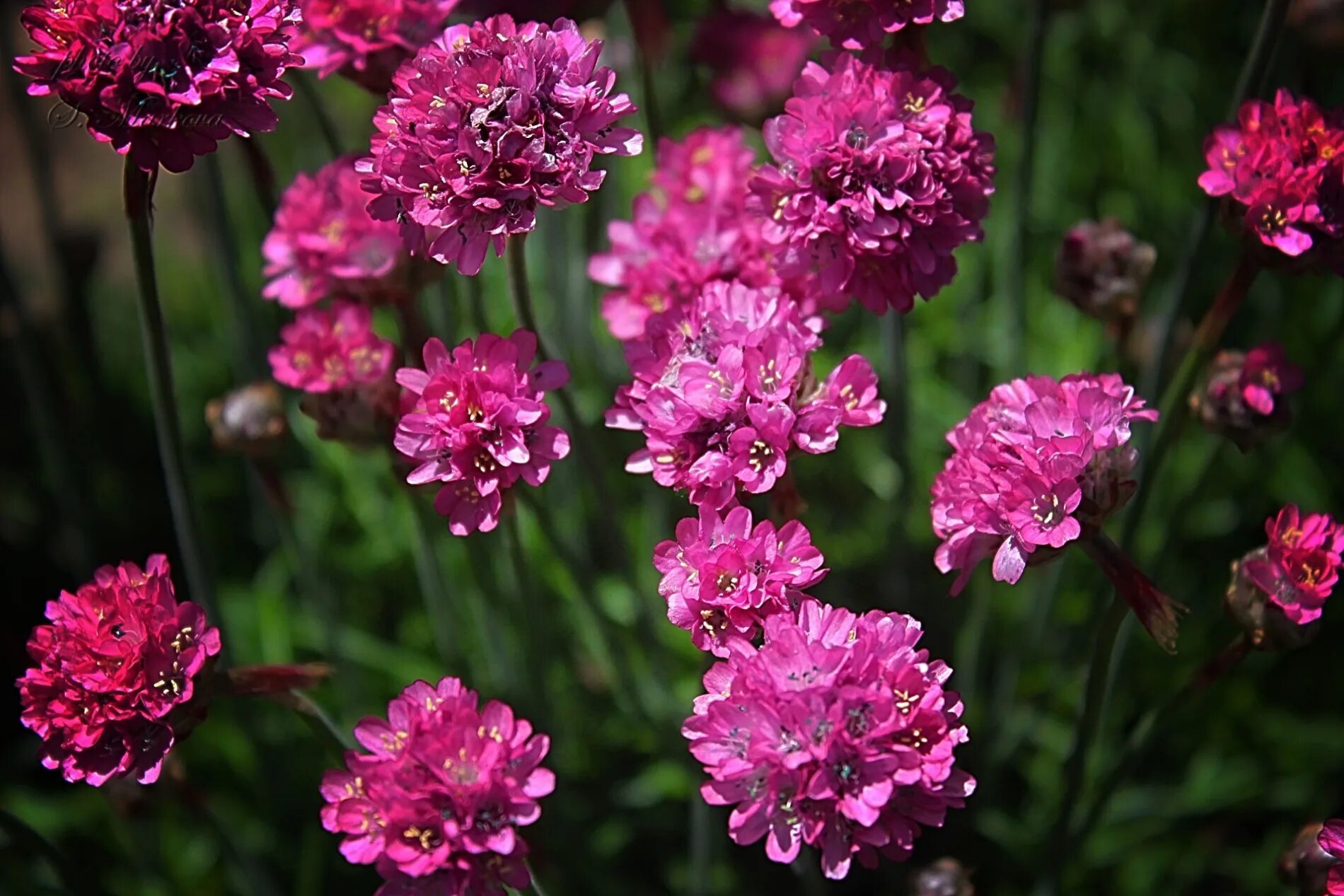 Армерия Приморская. Армерия Приморская Спленденс. Армерия Приморская (Armeria maritima). Армерия фото цветов