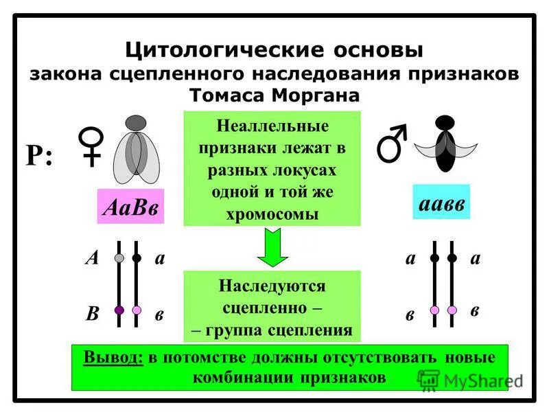 закон моргана о сцепленном наследовании схема. сцепленное наследование признаков кроссинговер. теория сцепленного наследования томаса моргана. сцепленные локусы. сцепленное наследование генов полное и неполное сцепление.