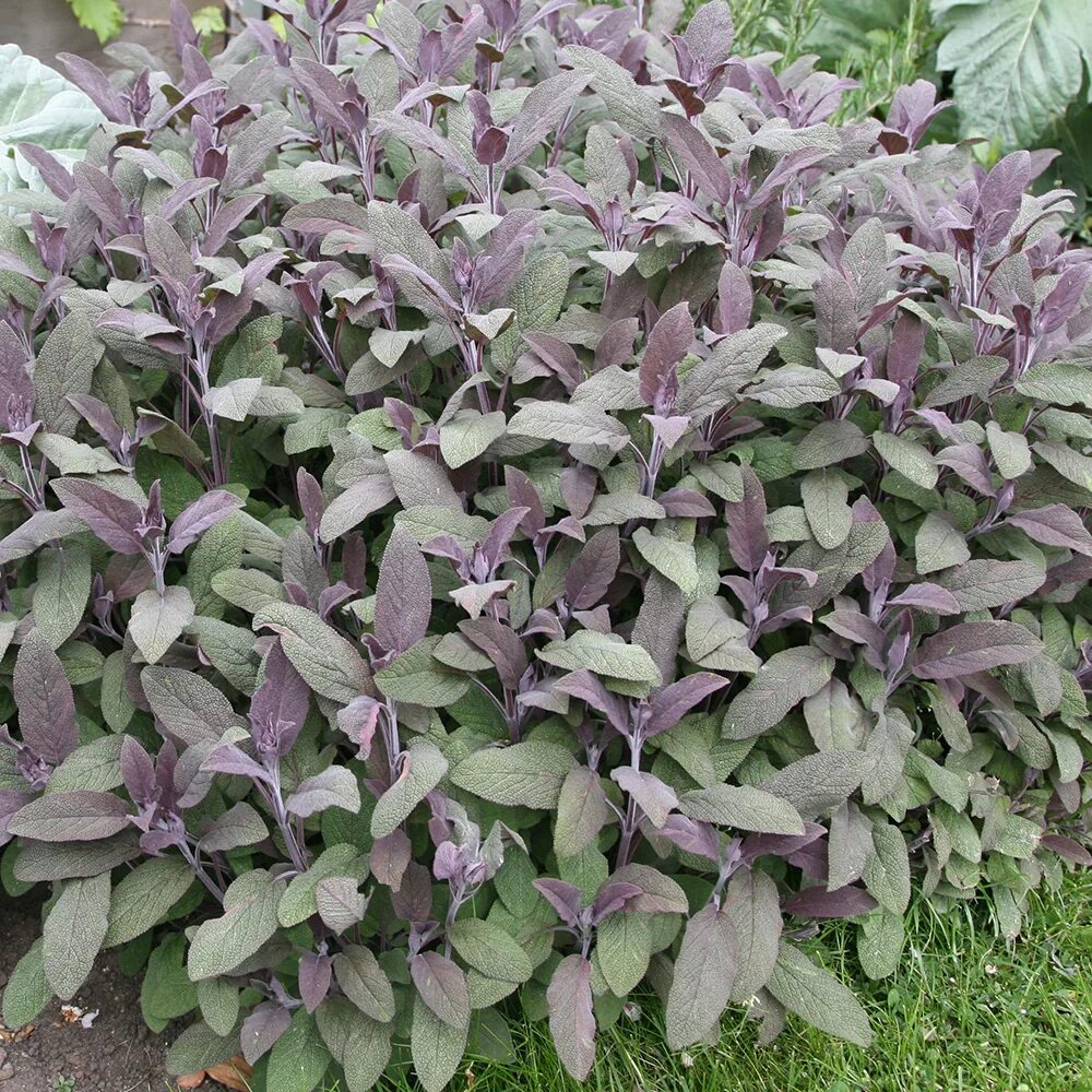 Шалфей кустарник. Шалфей пурпурнолистный. шалфей salvia. шалфей лекарственный пурпуреа. шалфей оффициналис.