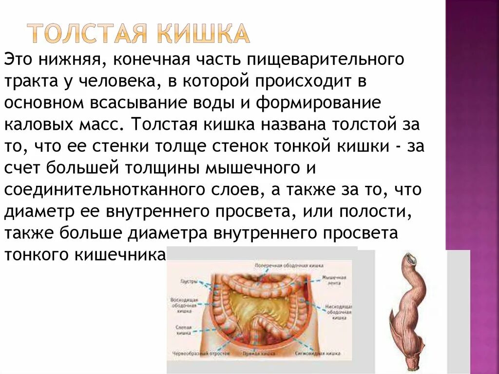 В состав какой системы входит толстый кишечник. Функции Толстого кишечника в пищеварении. Пищеварительная система толстая кишка. Пищеварение в толстом кишечнике физиология. Толстый кишечник это в биологии.