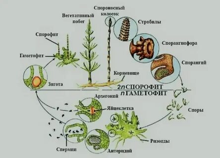 Спорофит хвоща полевого
