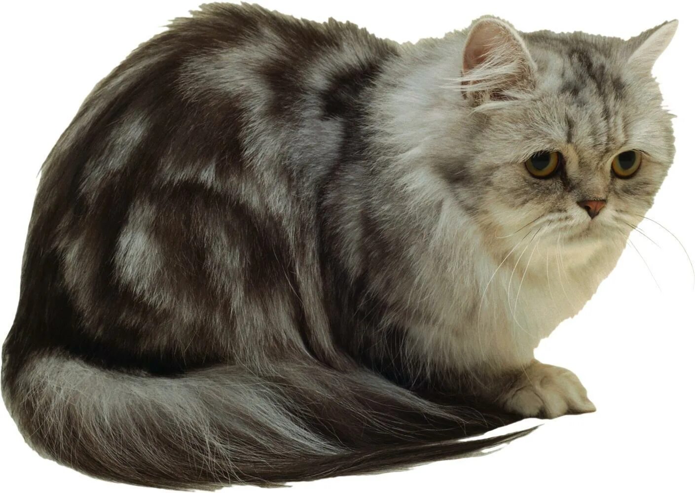Бесцветный кот