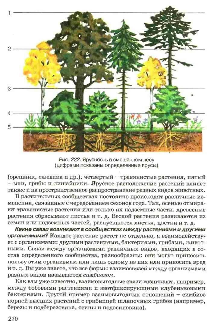 Как осуществляется сообщение между ярусами лесов