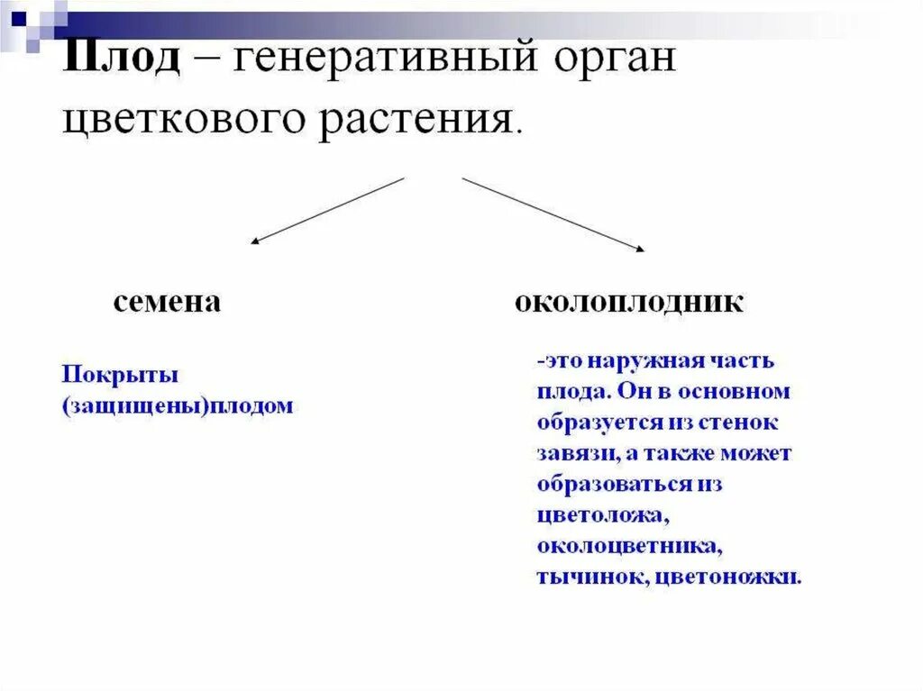 Плод это генеративный орган. Генеративные органы растений плод. Семя генеративный орган. Зародыш - это генеративный орган?.