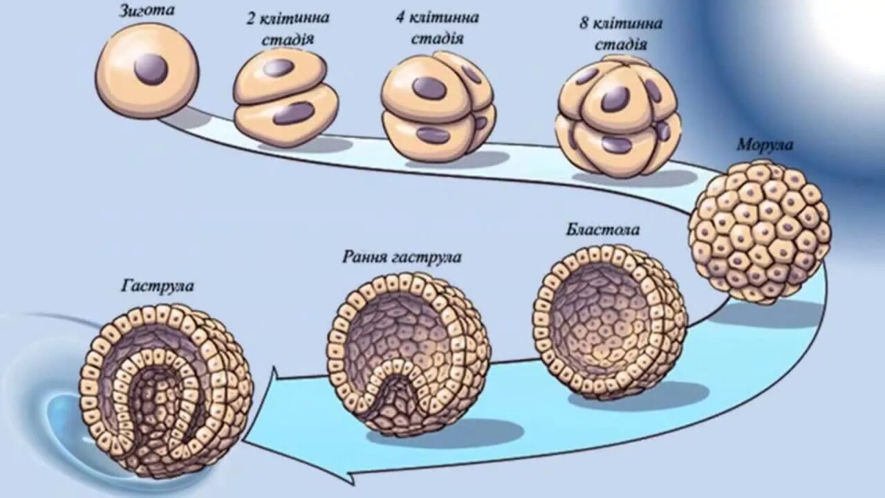 После оплодотворения яйцеклетки и первых делений. Зигота морула гаструла. Зигота морула бластоциста. Зигота эмбрион. Дробление зиготы.
