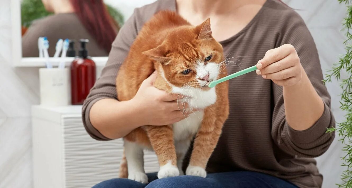 Коты и техника. Cat s care. Котик доктор. Cat s care. Забота о питомце.