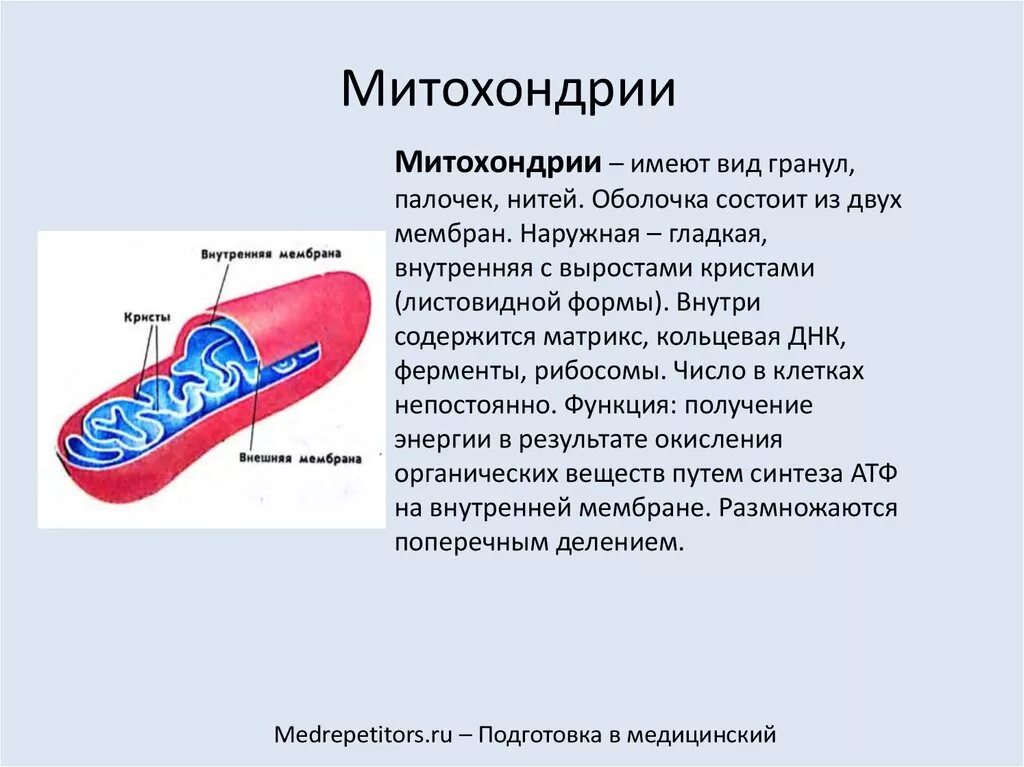 Функции митохондрий 1. Структура органоидов митохондрия. Внутреннее вещество митохондрий.. Функции наружной мембраны митохондрий. Строение Крист митохондрий.