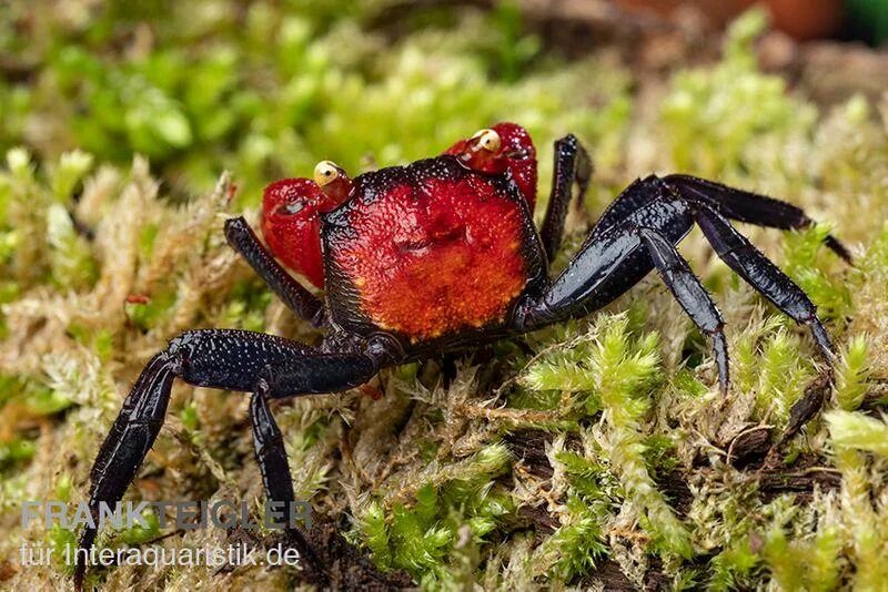 Краб Geosesarma Red Devil. Краб Geosesarma Hagen. Краб красный дьявол Geosesarma Hagen. Краб Geosesarma Tomato. Краб дьявол