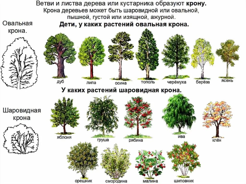 5 группа деревьев. Название деревьев и кустарников. Деревья и кусты. Какие бывают деревья и кустарники. Деревья названия.