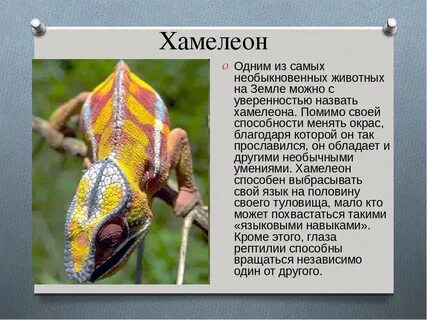 Краткий рассказ про хамелеона