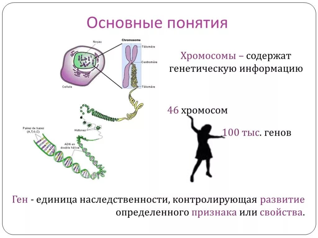 Днк наследственные признаки. Генетические термины 10 класс биология. Основные понятия наследственности. Понятия генетики. Ген генетическая информация.